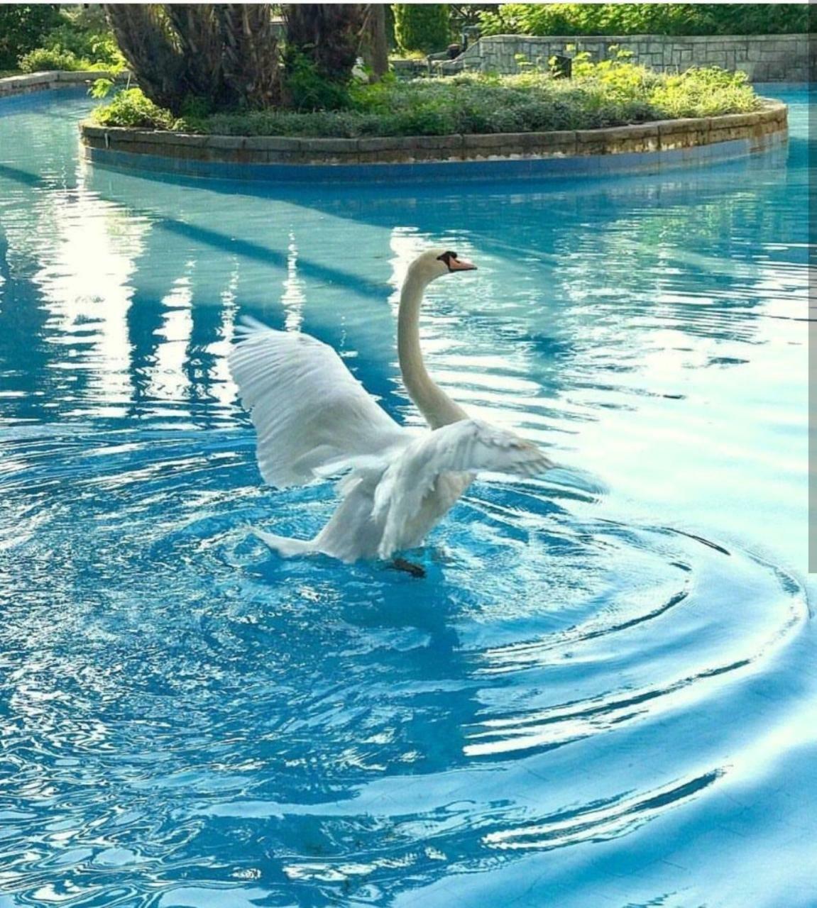 Dobedan World Palace Hotel "Ex Brand Alva Donna World Palace " Kemer Zewnętrze zdjęcie